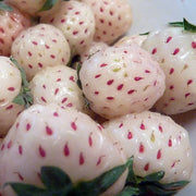 Pineberry White Strawberry Seeds