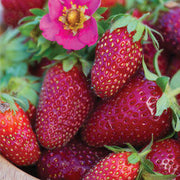 Pink Strawberry Seeds