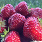Pink Strawberry Seeds