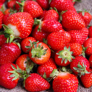 Red Strawberry Seeds