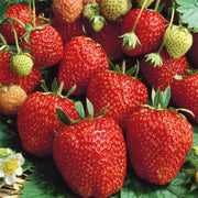 Seascape Strawberry Seeds