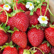 Seascape Strawberry Seeds