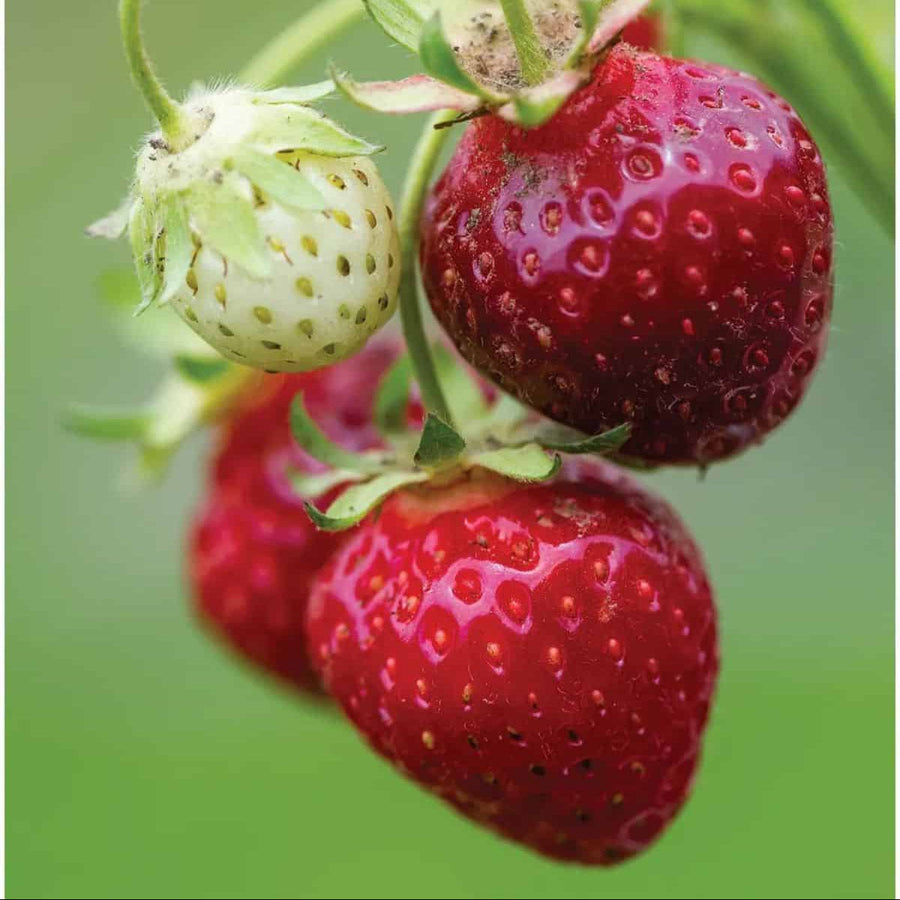 Strawberry Seeds, Purple Wonder