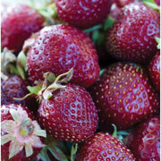 Strawberry Seeds, Purple Wonder