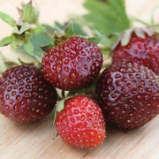 Strawberry Seeds, Purple Wonder