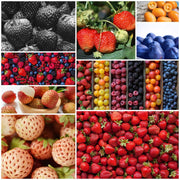 Strawberry Seeds - All In One For Home Gardens