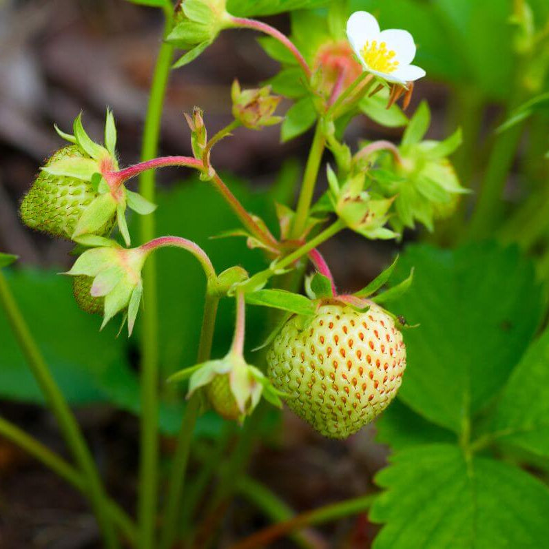 Strawberry Seeds - All In One For Home Gardens