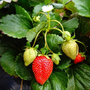 Strawberry Seeds - All In One For Home Gardens