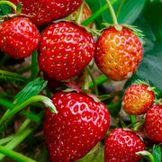 Strawberry Seeds - All In One For Home Gardens