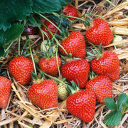 Albion Strawberry Seeds