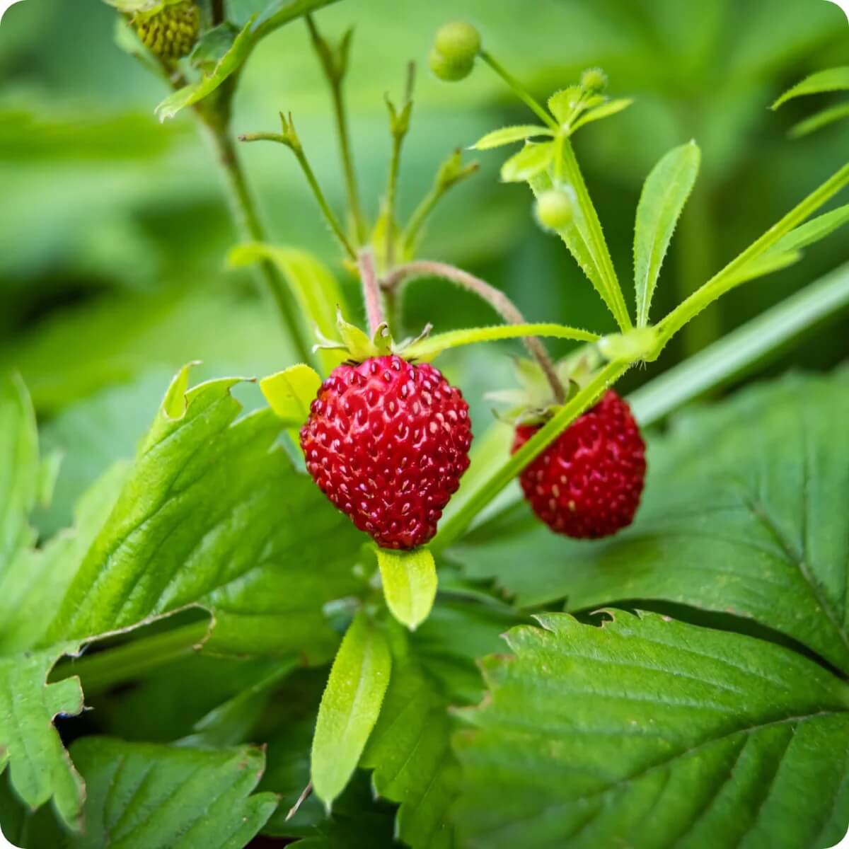 Alexandria Strawberry Seeds