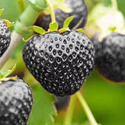 Black Strawberry Seeds