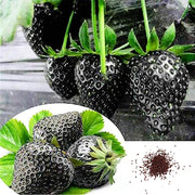 Black Strawberry Seeds