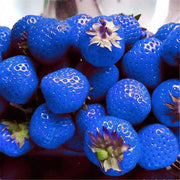 Blue Strawberry Seeds