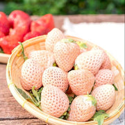 Bright Orange Strawberry Seeds