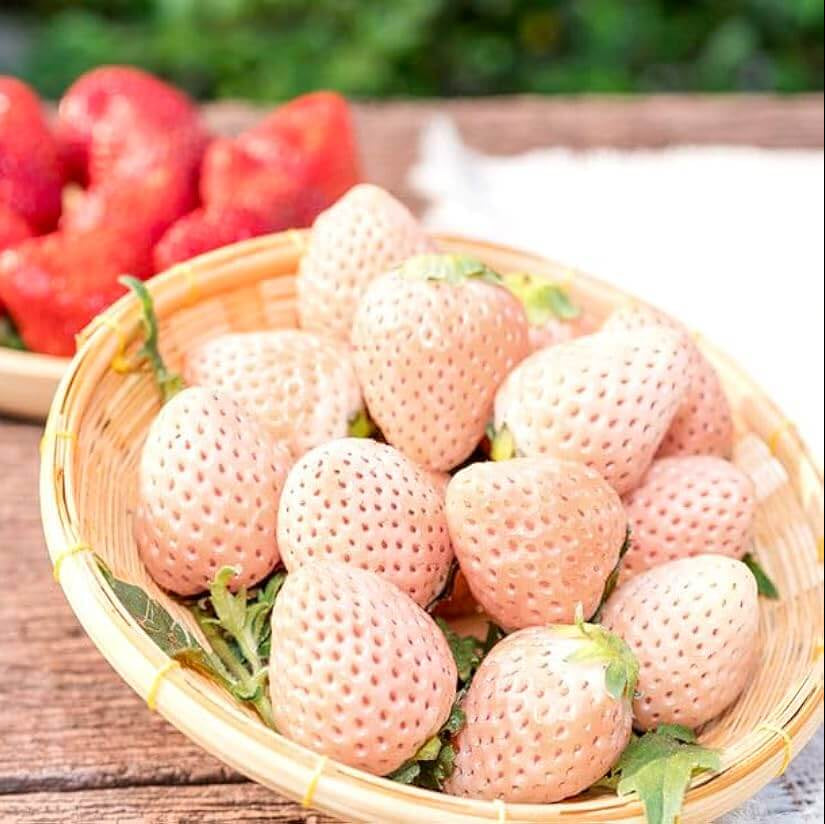 Bright Orange Strawberry Seeds