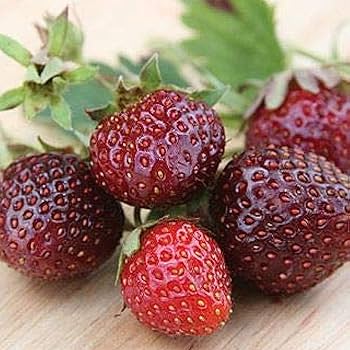Burgundy Strawberry Seeds