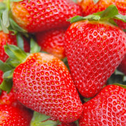 Cream Strawberry Seeds