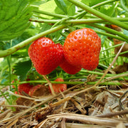 Eversweet Everbearing Strawberry Seeds