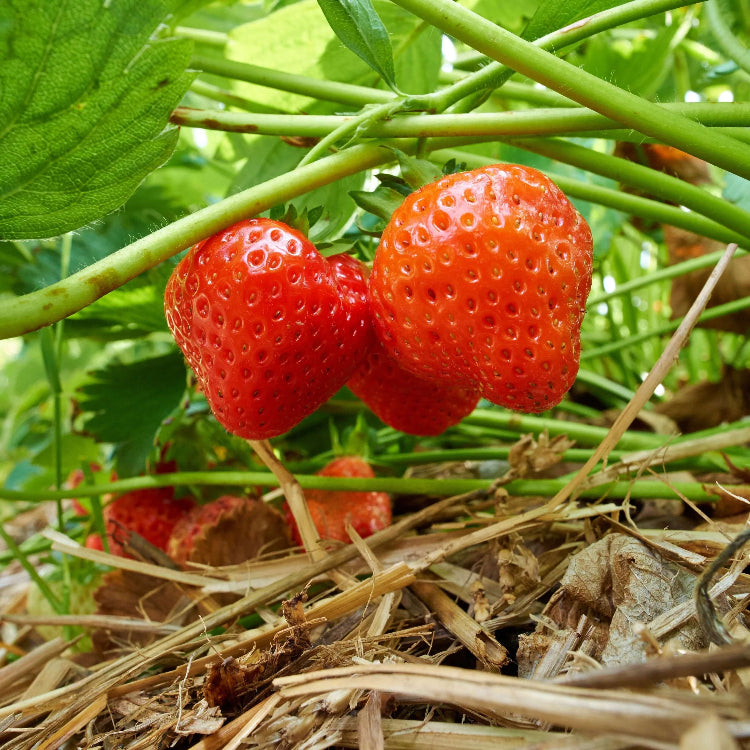 Eversweet Everbearing Strawberry Seeds