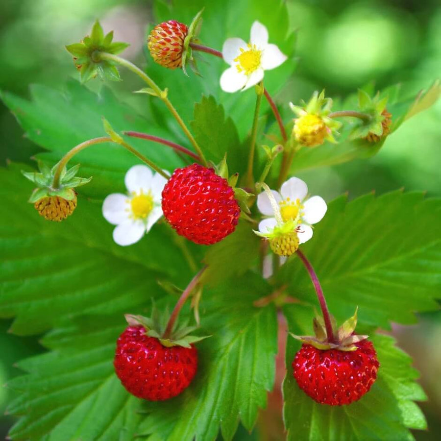 Fragaria vesca Strawberry Seeds