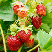 Giant Strawberry Seeds