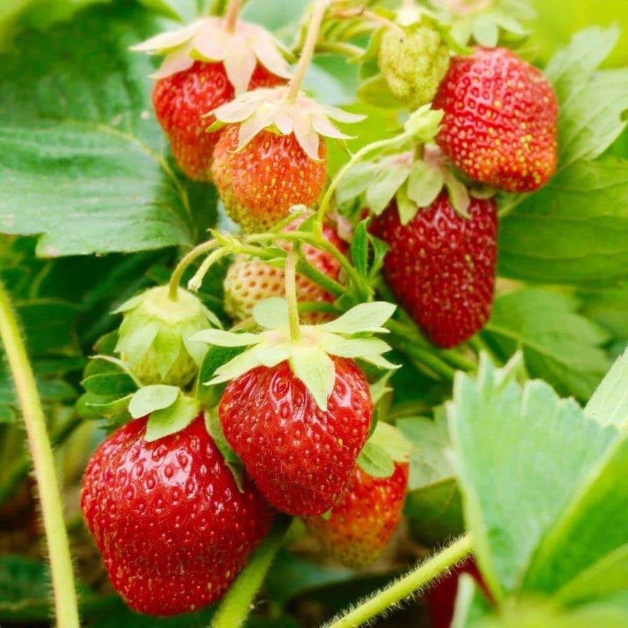 Giant Strawberry Seeds