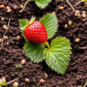 Hokowase Strawberry Seeds