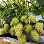 Light Green Strawberry Seeds