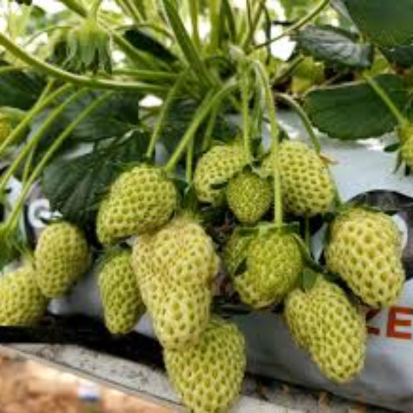 Light Green Strawberry Seeds