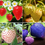 Mixed Strawberry Seeds