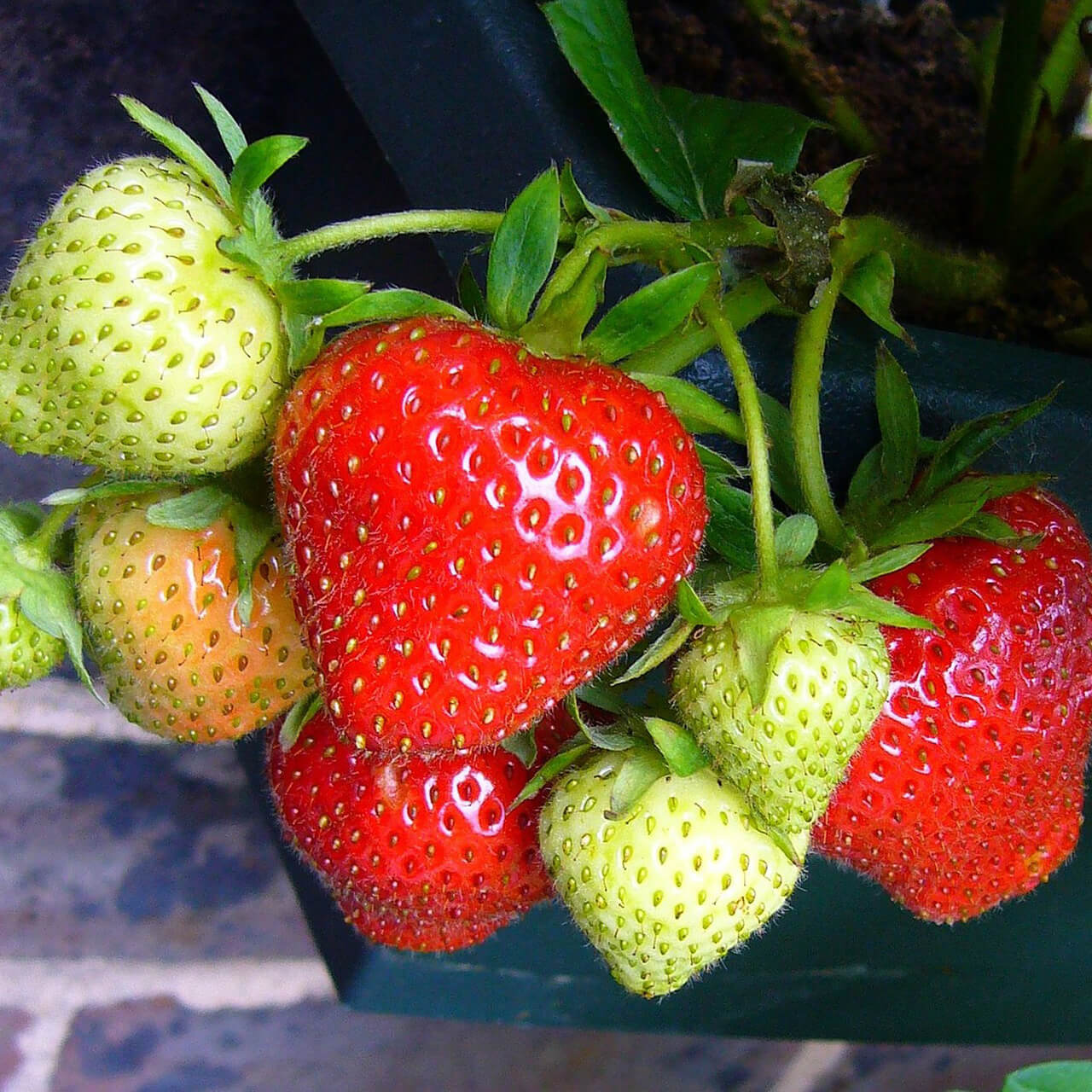 Ozark Beauty Strawberry Seeds