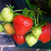 Ozark Beauty Strawberry Seeds