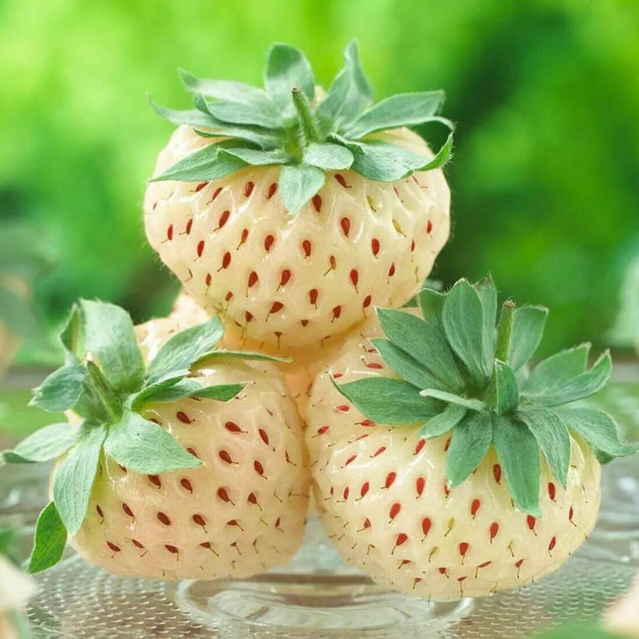 Pineberry Strawberry Seeds