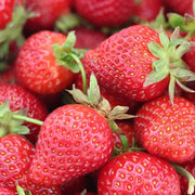 Pink Strawberry Seeds
