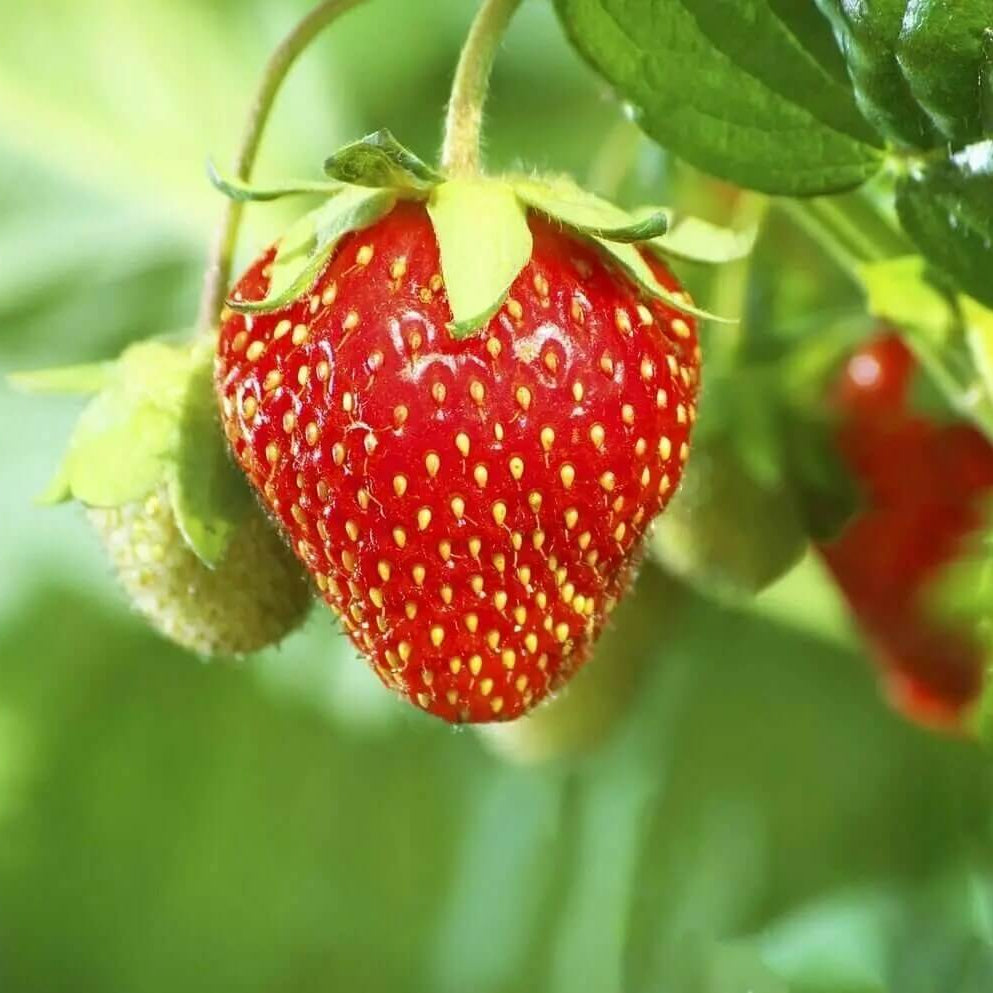Red Strawberry Seeds