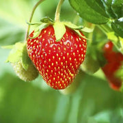 Red Strawberry Seeds