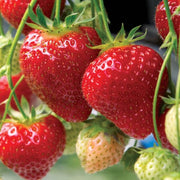 Seascape Strawberry Seeds