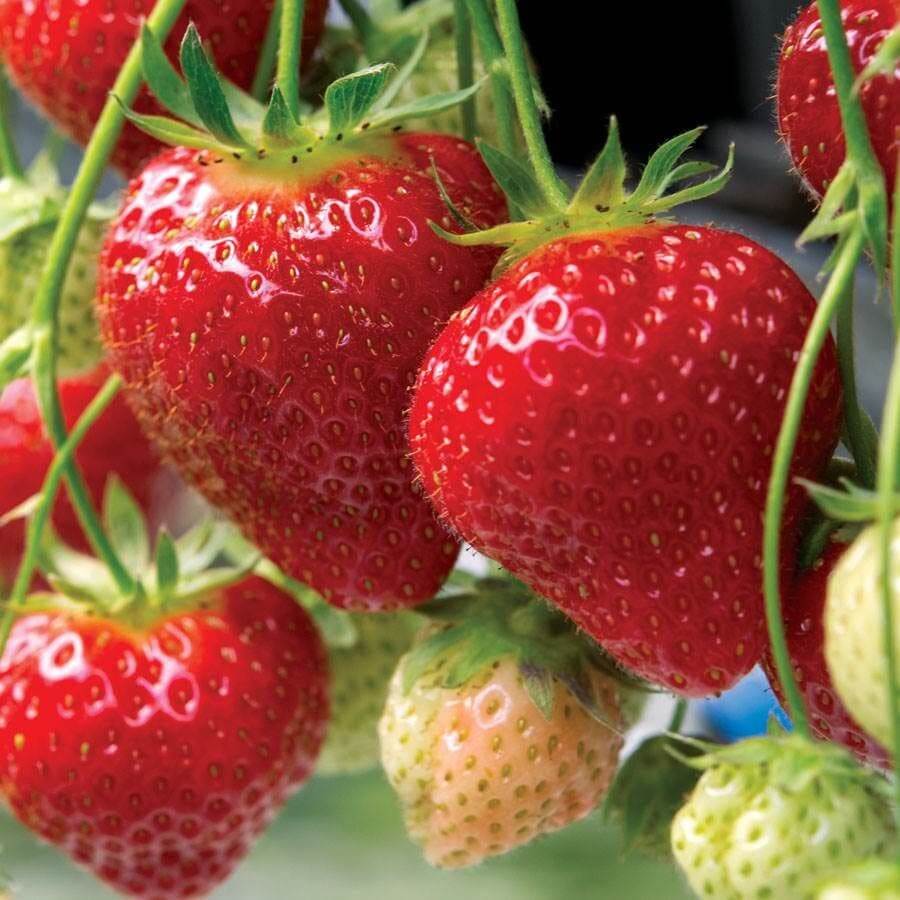 Seascape Strawberry Seeds