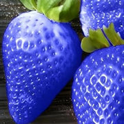 Sky Blue Strawberry Seeds