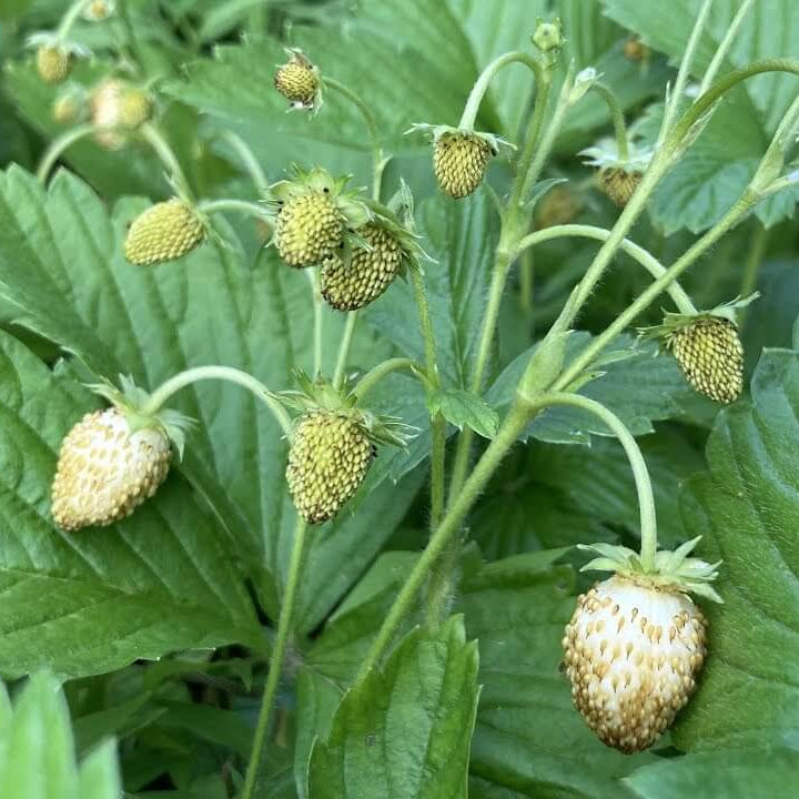 White Alpine Strawberry Seeds