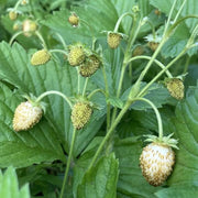 White Alpine Strawberry Seeds
