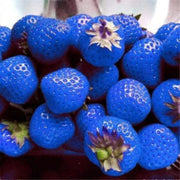 Sky Blue Strawberry Seeds