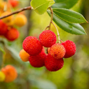 Arbutus unedo Strawberry Seeds