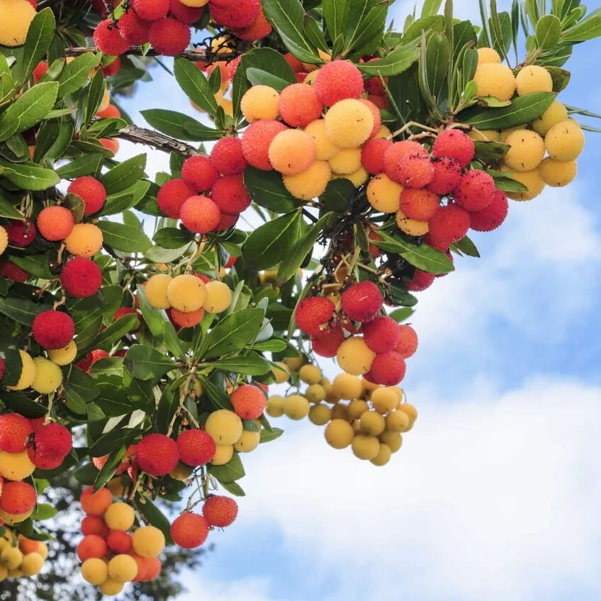 Arbutus unedo Mixed Strawberry Seeds
