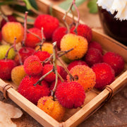 Arbutus unedo Mixed Strawberry Seeds