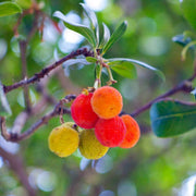 Arbutus unedo Strawberry Seeds