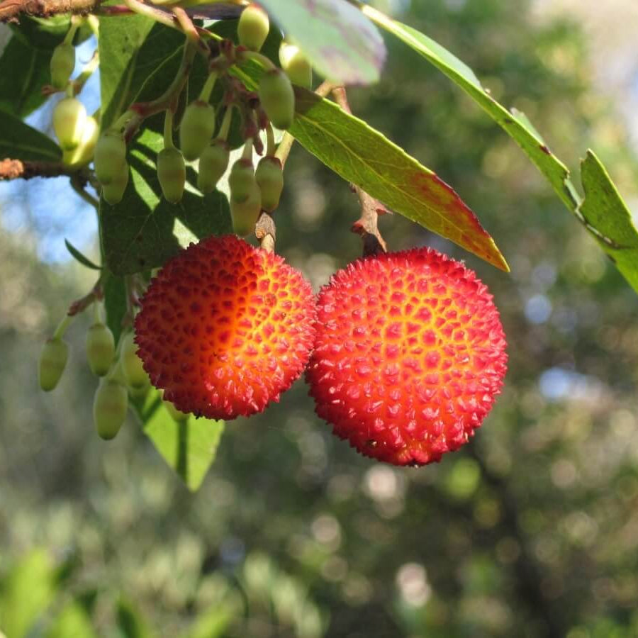 Arbutus unedo Strawberry Seeds