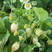 White Alpine Strawberry Seeds