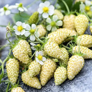 White Alpine Strawberry Seeds
